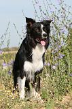 BORDER COLLIE 377